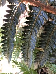 Polystichum squarrosum