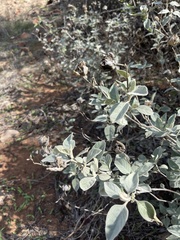 Barleria albostellata