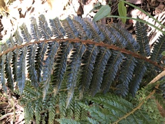 Polystichum squarrosum
