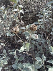 Barleria albostellata