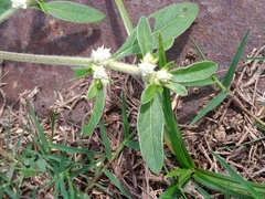 Alternanthera sessilis