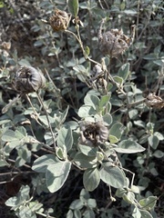 Barleria albostellata