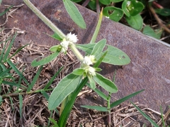 Alternanthera sessilis