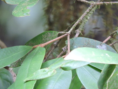Calyptranthes strigipes