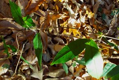 Bignonia capreolata