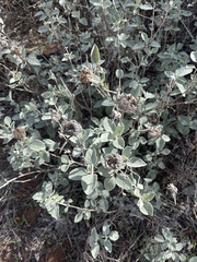 Barleria albostellata