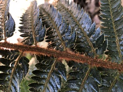 Polystichum squarrosum