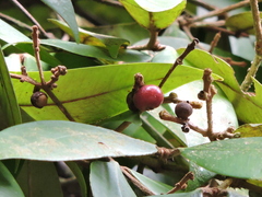 Calyptranthes strigipes