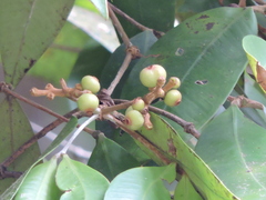 Calyptranthes strigipes