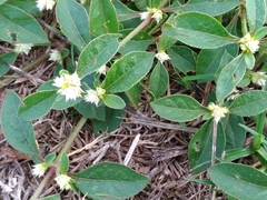 Alternanthera sessilis