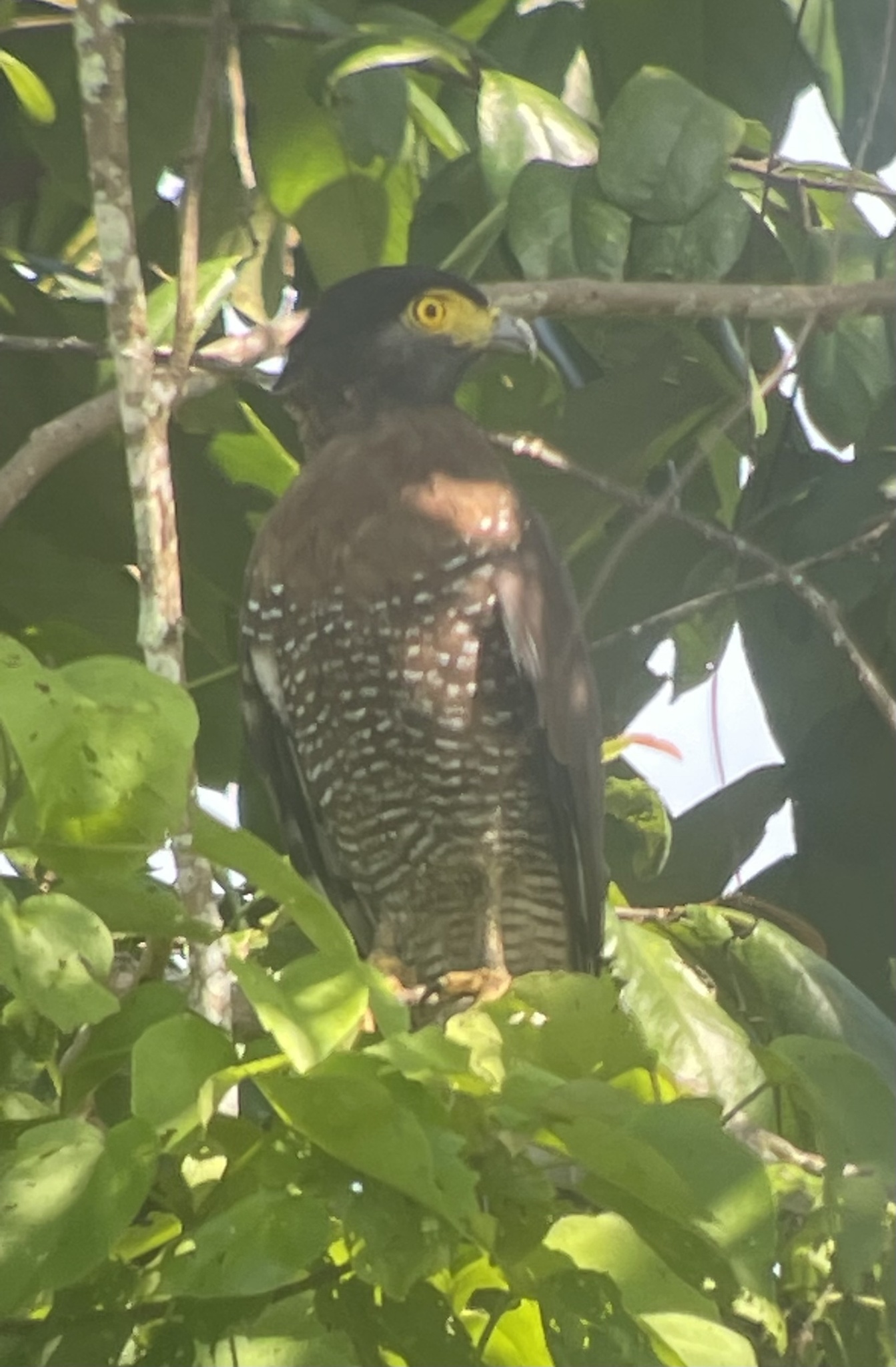 Sulawesi Serpent Eagle (Spilornis rufipectus), photo 5