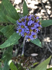 Aster albescens