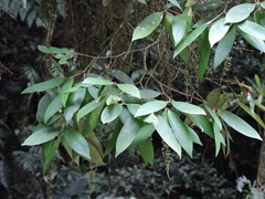 Calyptranthes strigipes