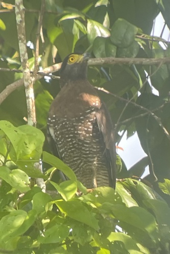 Sulawesi Serpent Eagle (Spilornis rufipectus), photo 8