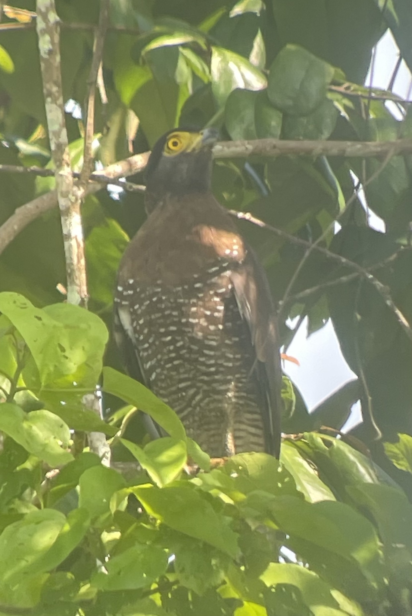 Sulawesi Serpent Eagle (Spilornis rufipectus), photo 6