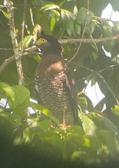 Spilornis rufipectus