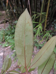 Calyptranthes strigipes