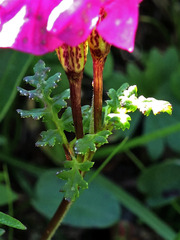 Pedicularis kerneri