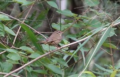 Phylloscopus schwarzi