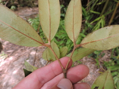 Calyptranthes strigipes