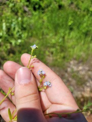 Myosotis cespitosa