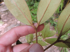 Calyptranthes strigipes