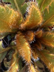 Meconopsis paniculata