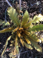 Meconopsis paniculata