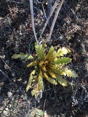 Meconopsis paniculata