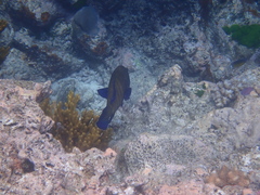 Cephalopholis argus