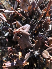 Rhododendron anthopogon