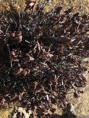 Rhododendron anthopogon