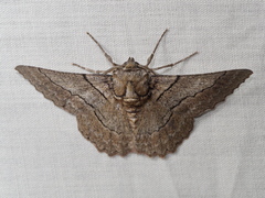 Hypobapta tachyhalotaria