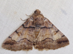 Cryphaea xylina
