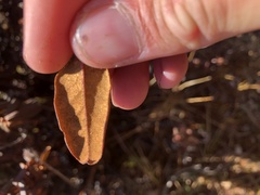 Rhododendron anthopogon
