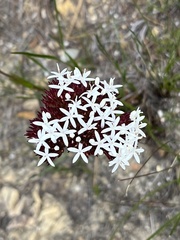 Corymbium cymosum