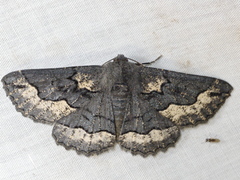 Melanodes anthracitaria