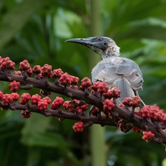 Philemon buceroides