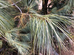 Pinus wallichiana