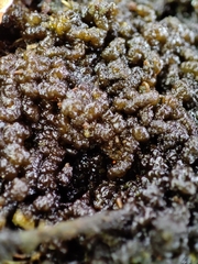 Nostocaceae
