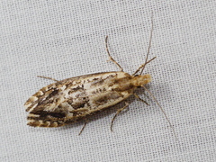 Moerarchis inconcisella