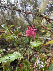 Bistorta amplexicaulis