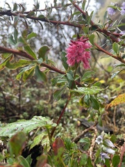 Bistorta amplexicaulis