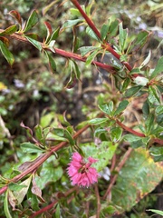 Bistorta amplexicaulis