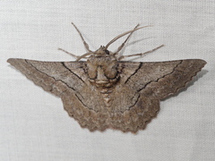 Hypobapta tachyhalotaria