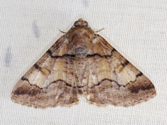 Cryphaea xylina