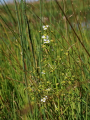Alisma plantago-aquatica