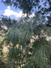 Pinus wallichiana