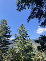 Pinus wallichiana