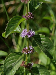 Mentha arvensis